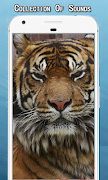 Tiger Sounds Ringtone poster