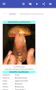 Mushrooms screenshot 7