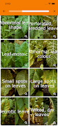 Di@gnoPlant Tobacco screenshot 2