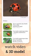 Insect identifier - identity screenshot 2