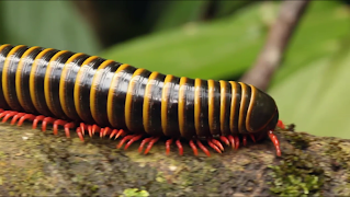 Video Touch - Bugs & Insects screenshot 1