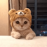 Cute Cats Videos
