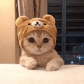 ”Cute Cats Videos