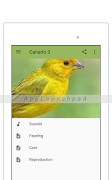Canary screenshot 5