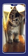 Cute Kitten Wallpaper screenshot 1