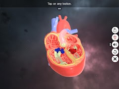 Double circulation পোস্টার