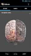 3D Brain poster