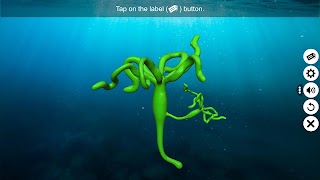 Budding in Hydra スクリーンショット 1