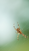Spider Wallpaper syot layar 7