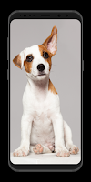 Cute Puppy Wallpapers - Live screenshot 2
