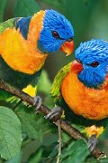 Bird Love Livewallpaper poster