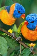 Bird Love Livewallpaper poster