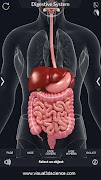 Digestive System Anatomy 스크린샷 2