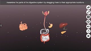 3D Human Digestive System स्क्रीनशॉट 5