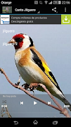 goldfinch screenshot 5