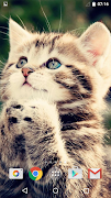 Leuke Katten screenshot 7