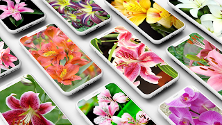 Lily Wallpaper Plakat