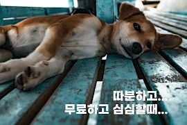 심심톡 پوسٹر