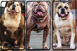 Pitbull Wallpaper स्क्रीनशॉट 1