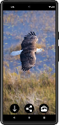 Eagle Wallpapers স্ক্রিনশট 1