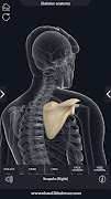 Skeleton Anatomy Pro. captura de pantalla 3