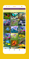 Butterfly wallpaper 截图 2