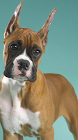 Wallpapers Boxer Dog screenshot 3