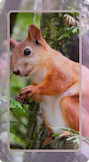 Squirrel Wallpaper Poster