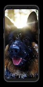German Shepherd Wallpaper-Live screenshot 3