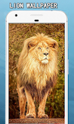 Lion Wallpapers Hd poster