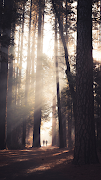 Forest Wallpaper 截图 3