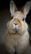 Rabbit wallpaper স্ক্রিনশট 1