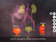 Urinary System Physiology स्क्रीनशॉट 2