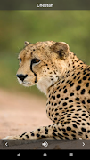 Animal Sounds screenshot 1