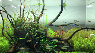 Petpick imagem de tela 4