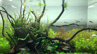 Petpick скриншот 4