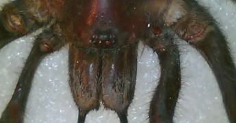 Micro Fi capture d'écran 5