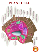 برنامه‌نما ANATOMY 3D - Human, Animal, Pl عکس از صفحه
