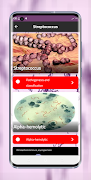 پوستر Streptococcus