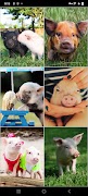 Mini Pig Wallpapers 截圖 4