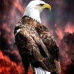 Eagle Wallpaper