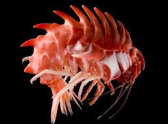 Deep Sea Creatures اسکرین شاٹ 2