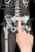 Skeletal Anatomy 3D screenshot 1