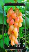 Grapes Wallpapers स्क्रीनशॉट 2