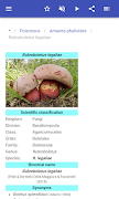 Mushrooms स्क्रीनशॉट 3