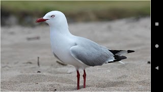 Nền Gull tốt nhất ảnh chụp màn hình 1