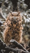Owl Wallpaper Ekran Görüntüsü 4