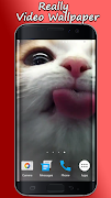 Cat Lick Screen Live Wallpaper poster