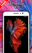 Betta Fish Wallpapers 截图 1
