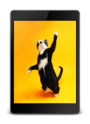 Yellow Cats Lock Screen screenshot 7